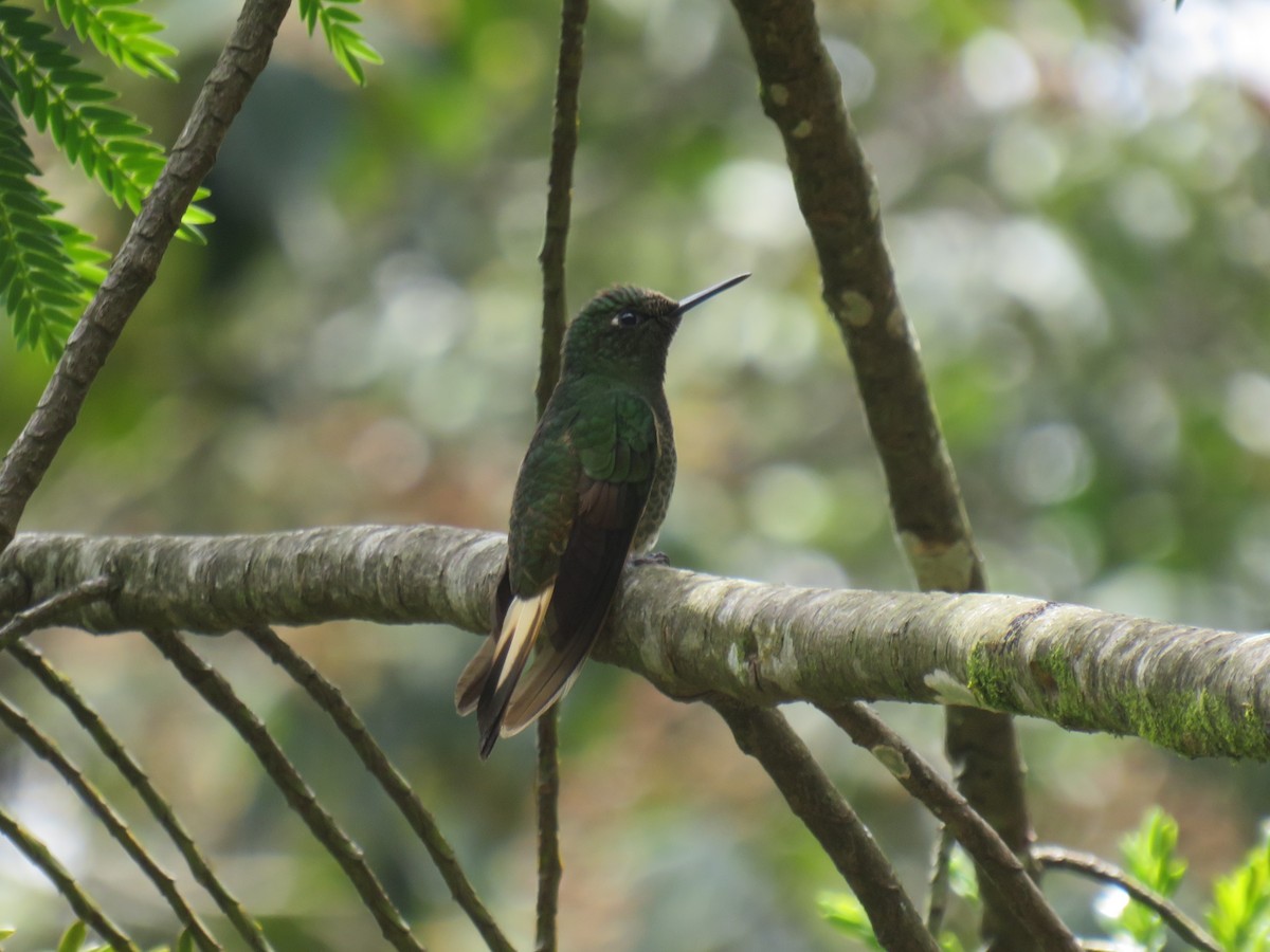 Buff-tailed Coronet - ML622063229