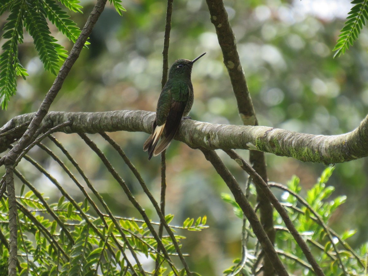 Buff-tailed Coronet - Matthias van Dijk