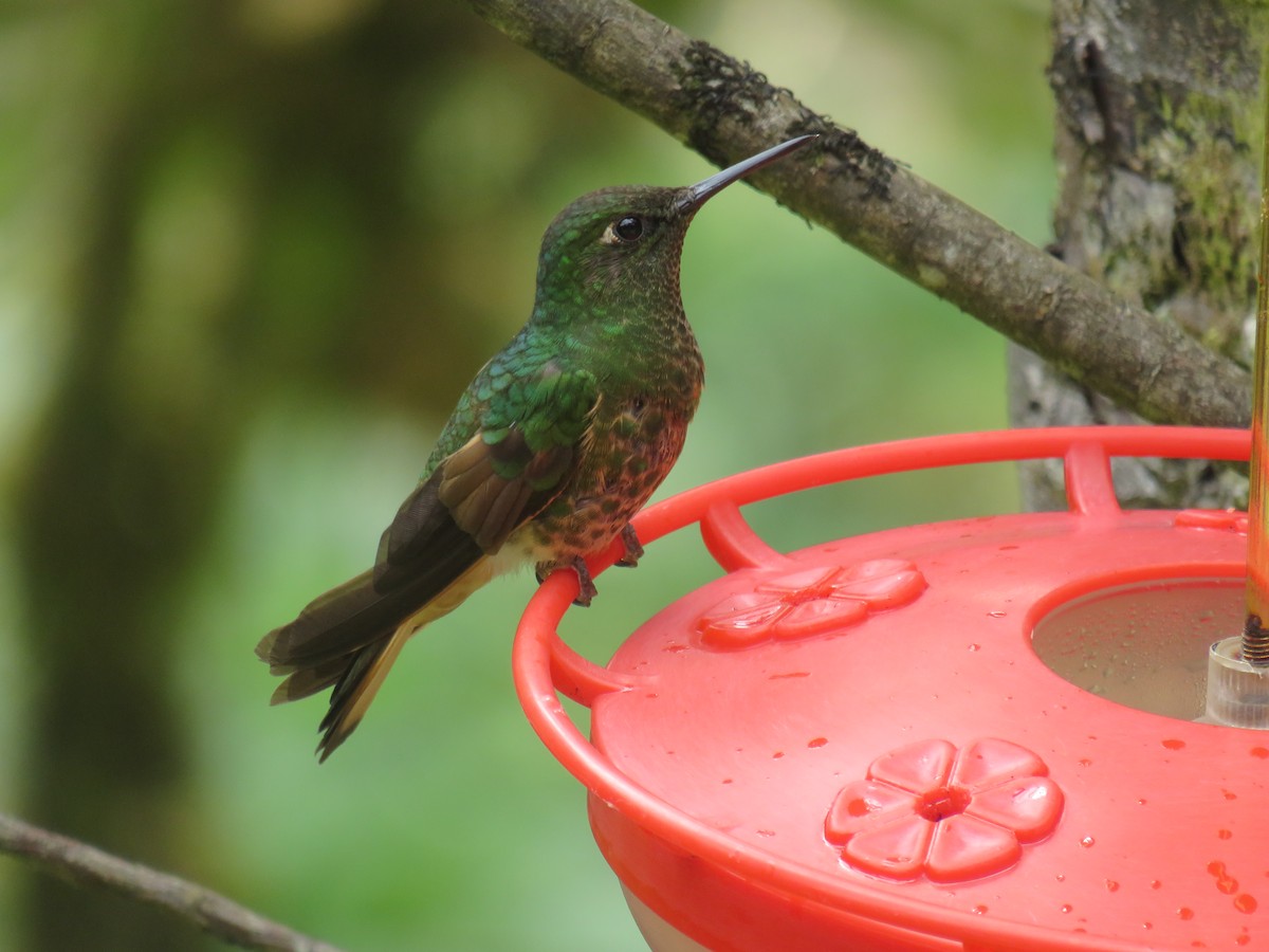 Buff-tailed Coronet - ML622063231