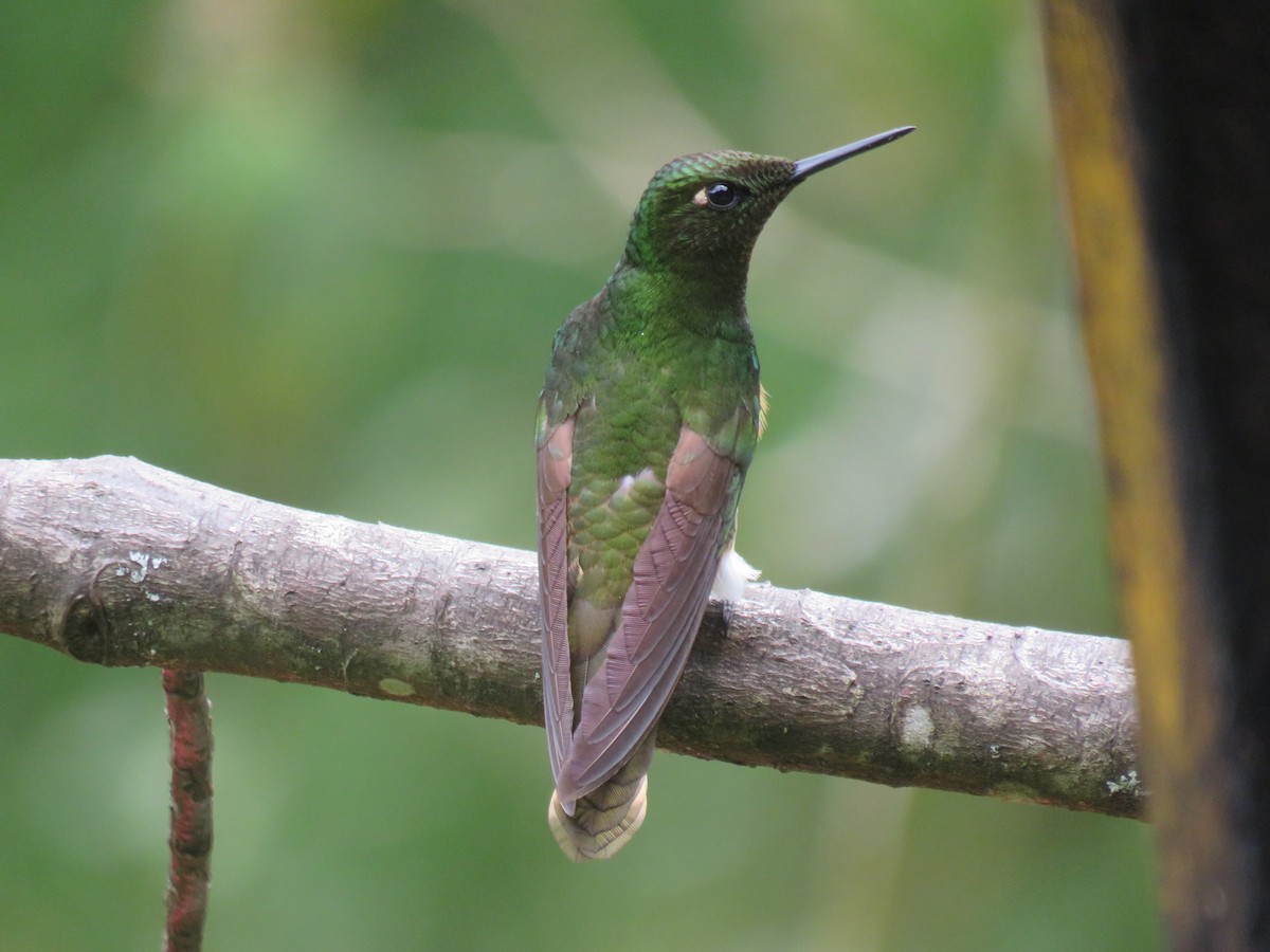 Buff-tailed Coronet - ML622063232