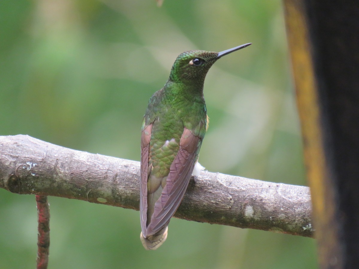 Buff-tailed Coronet - ML622063233