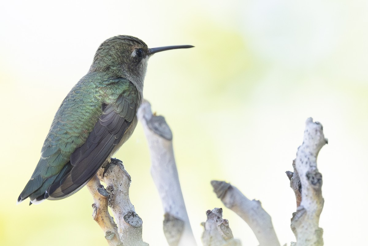 Black-chinned Hummingbird - ML622063235