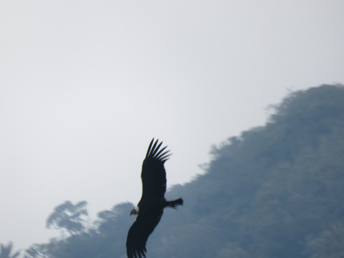 Andean Condor - ML622063237