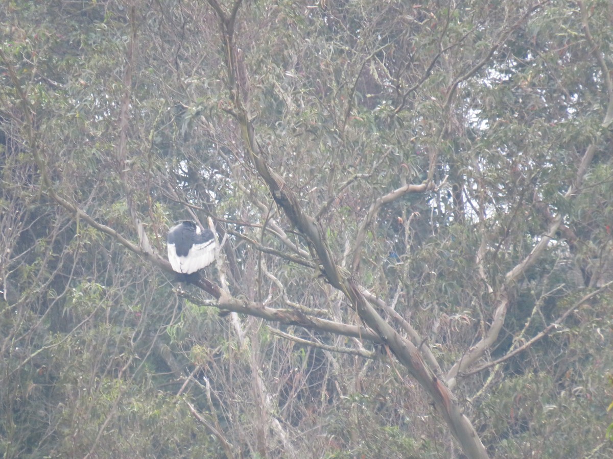 Andean Condor - ML622063238