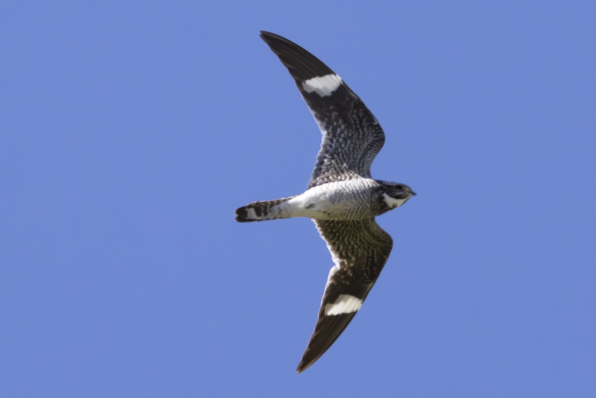 Common Nighthawk - ML622063240