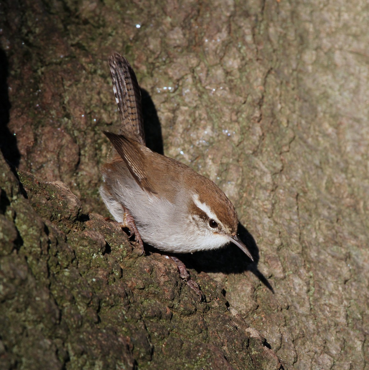 Bewick's Wren - ML622063242