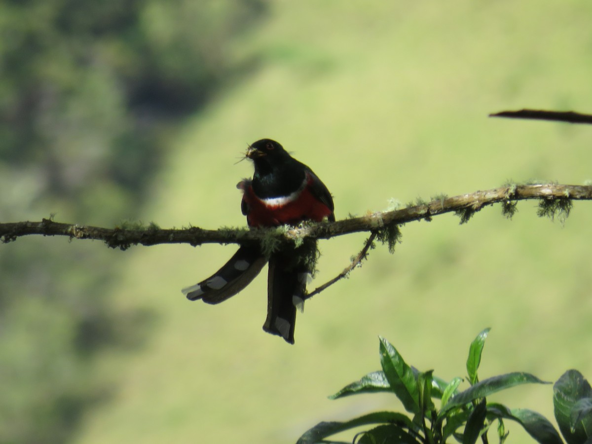 Masked Trogon - ML622063243