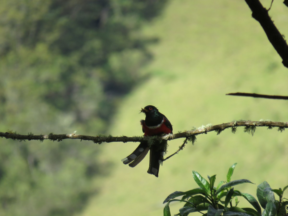 Masked Trogon - ML622063244