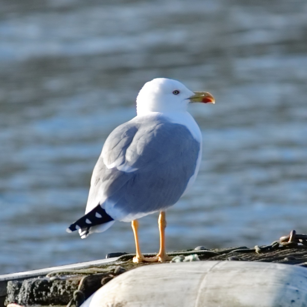 Yellow-legged Gull - Claude Schaller