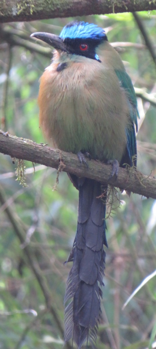 Andean Motmot - ML622063246