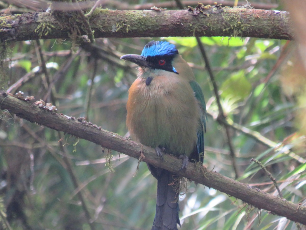 Andean Motmot - ML622063247