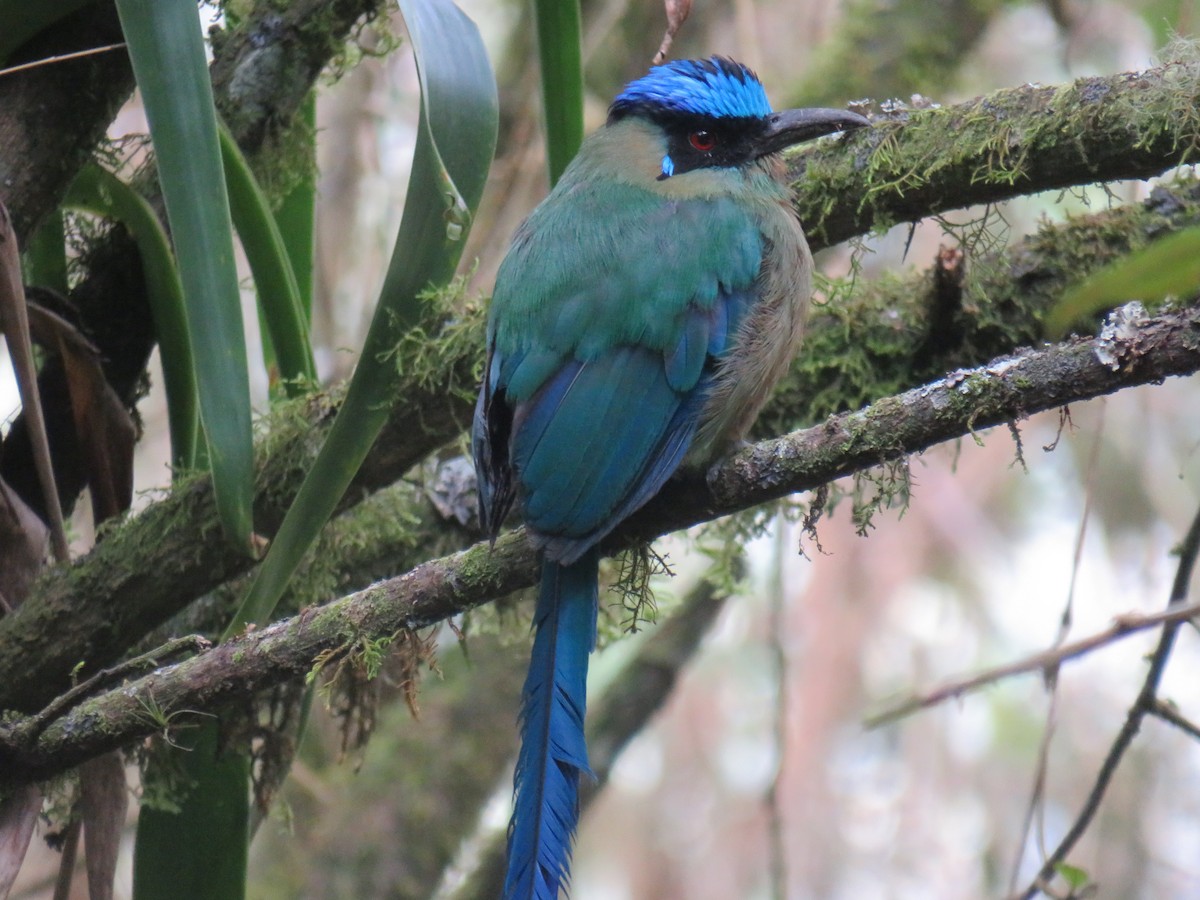 Andean Motmot - ML622063248