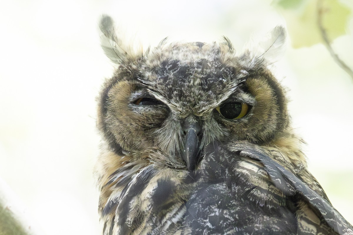 Great Horned Owl - ML622063249
