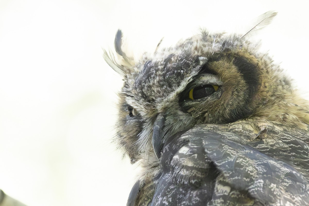 Great Horned Owl - ML622063251