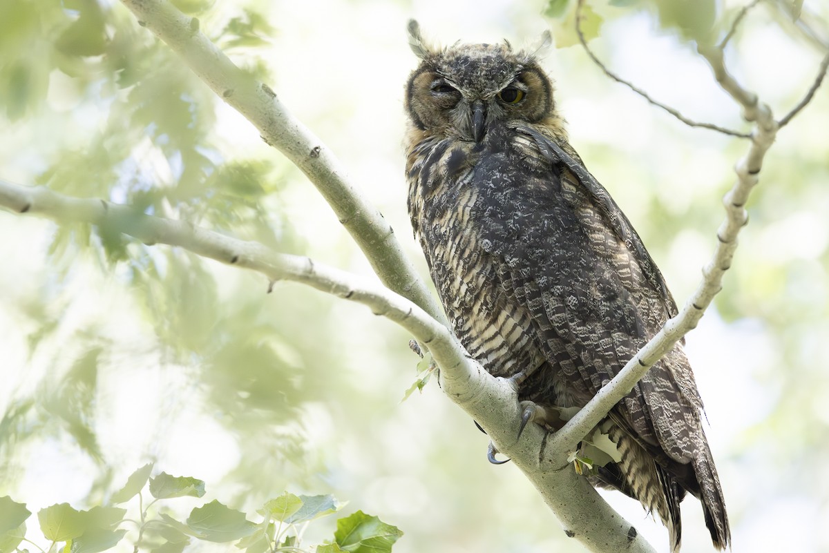 Great Horned Owl - Jef Blake