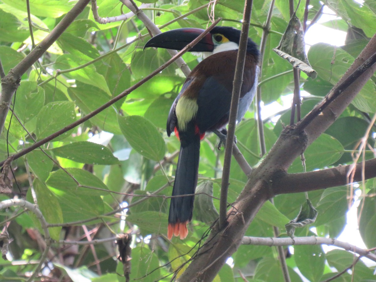 Black-billed Mountain-Toucan - Matthias van Dijk