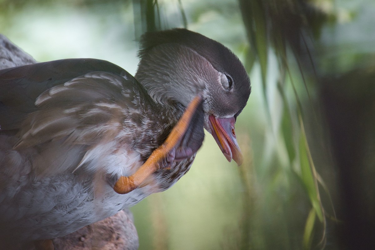 Mandarin Duck - Andrew Tao