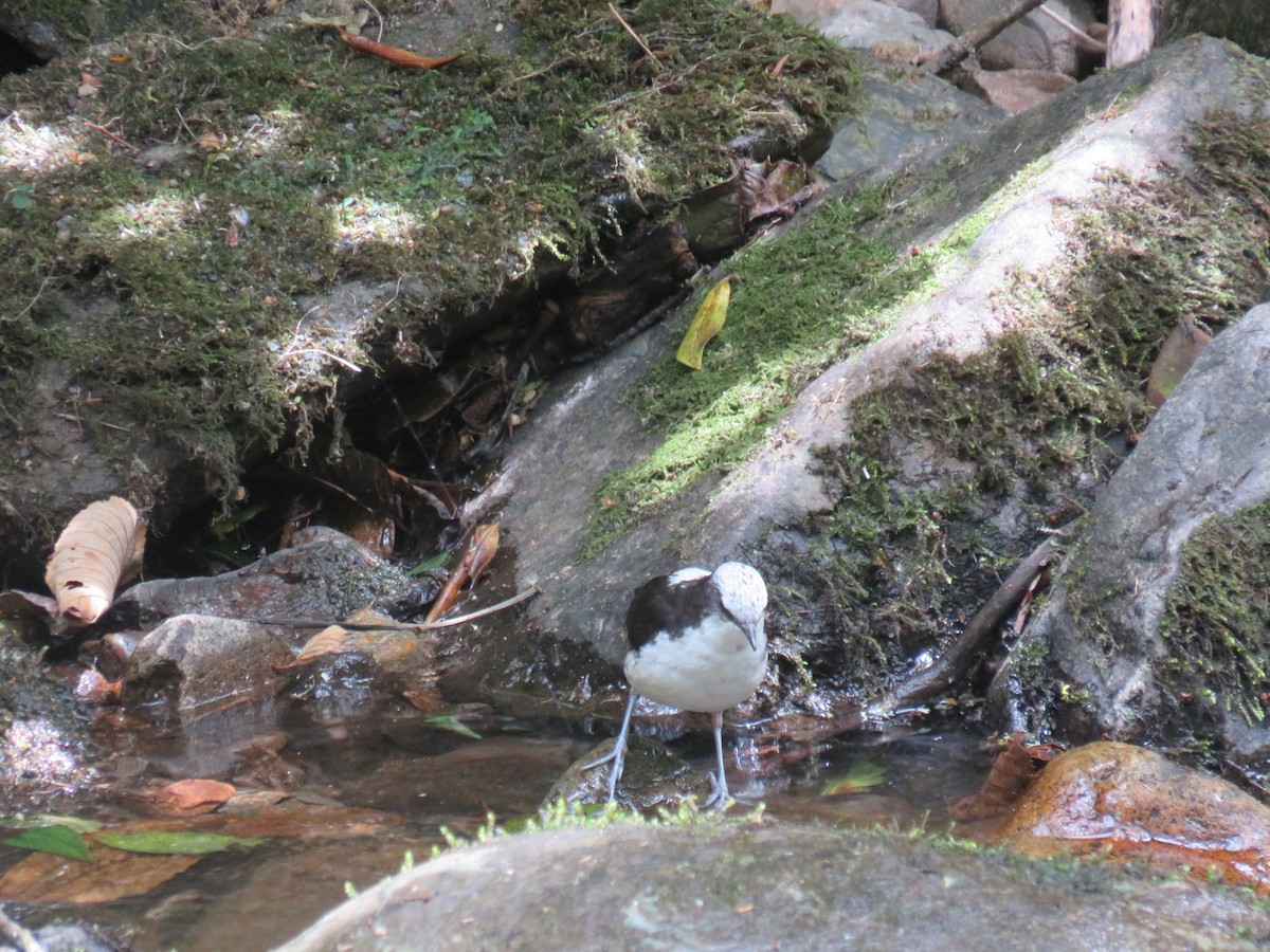 White-capped Dipper - Matthias van Dijk