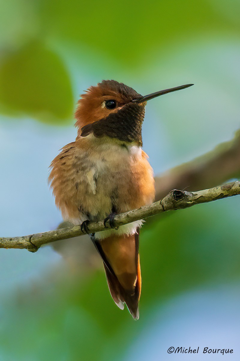 Rufous Hummingbird - ML622063306