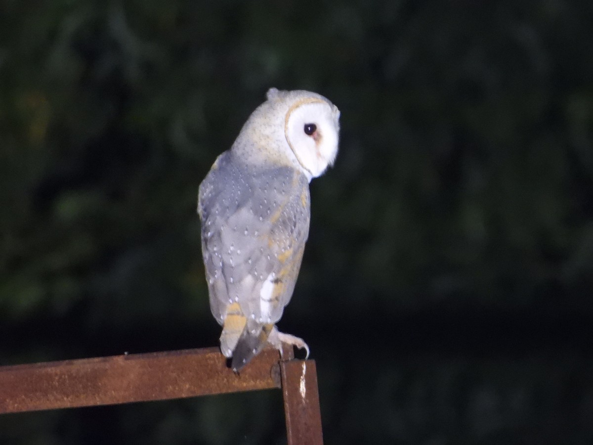 Barn Owl - DIGANTA SOVAN  CHAND