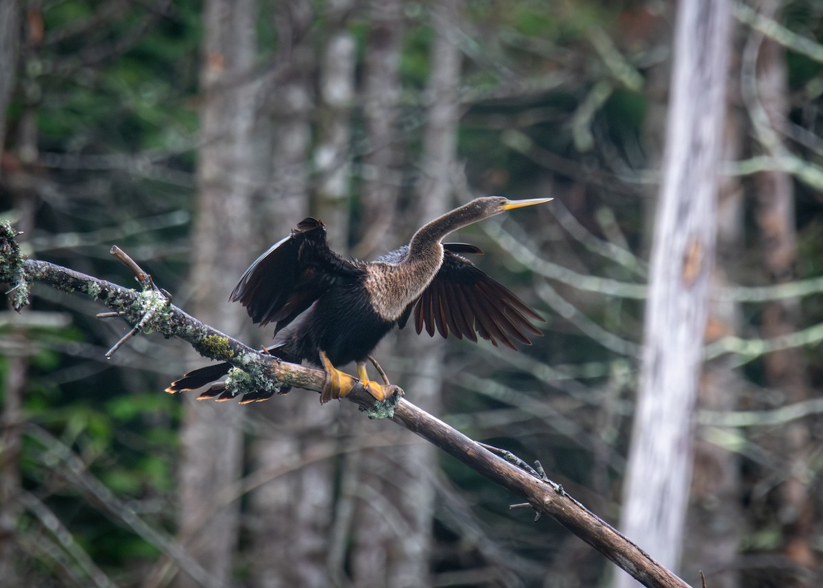 Anhinga - ML622063329