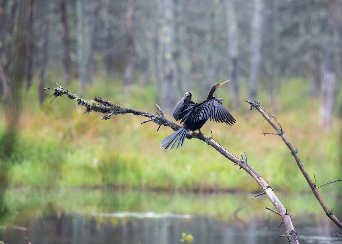 Anhinga - ML622063330