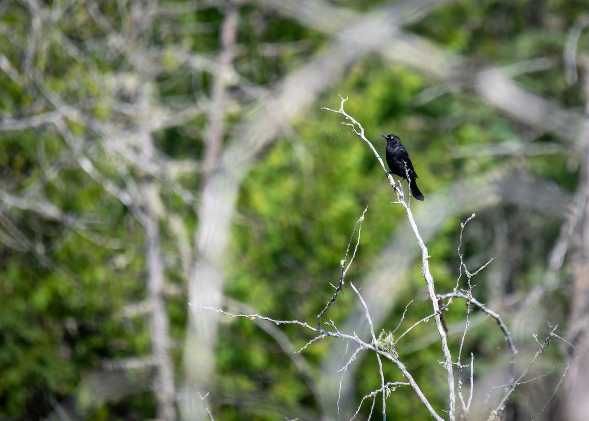 Rusty Blackbird - ML622063337