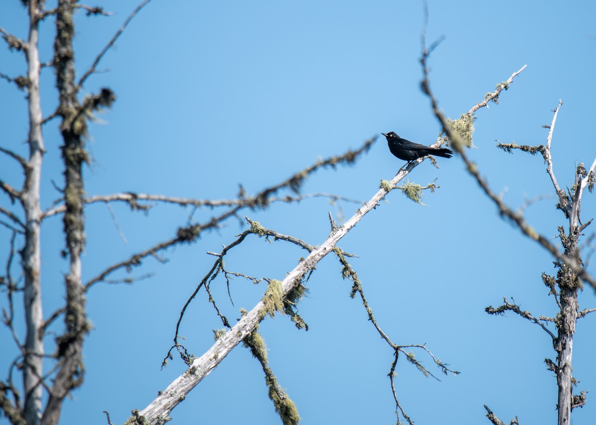 Rusty Blackbird - ML622063338