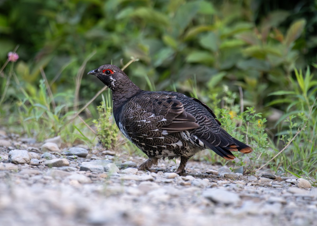 Spruce Grouse - ML622063345