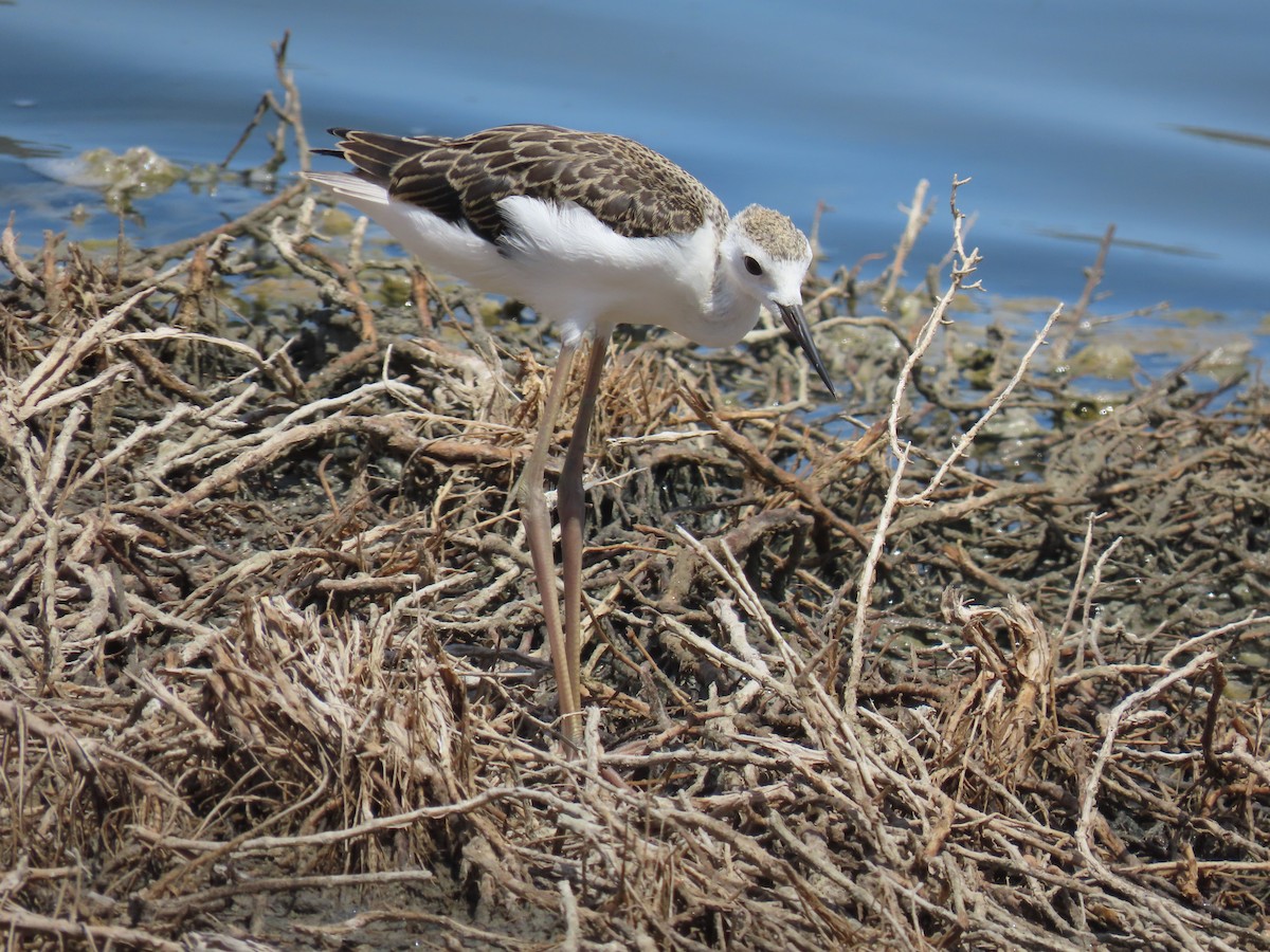 Black-winged Stilt - Anna Roučová