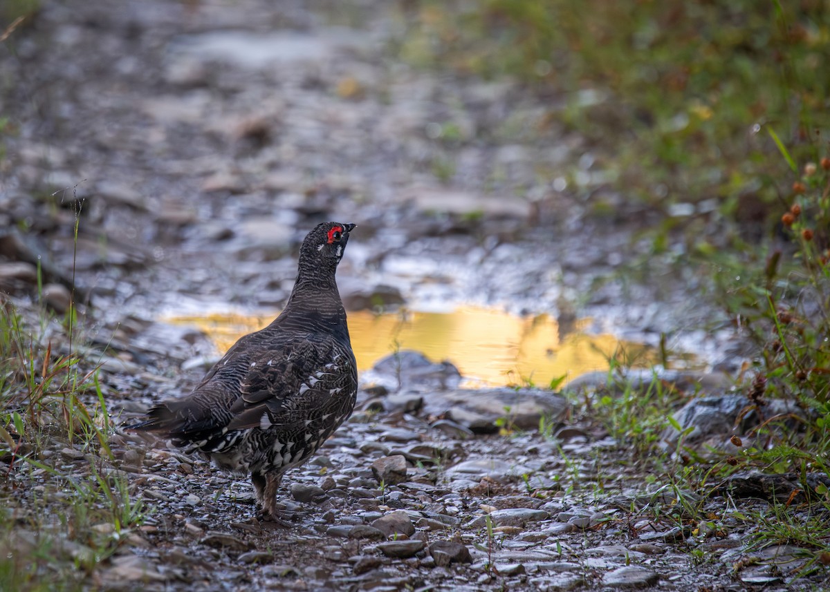 Spruce Grouse - ML622063370