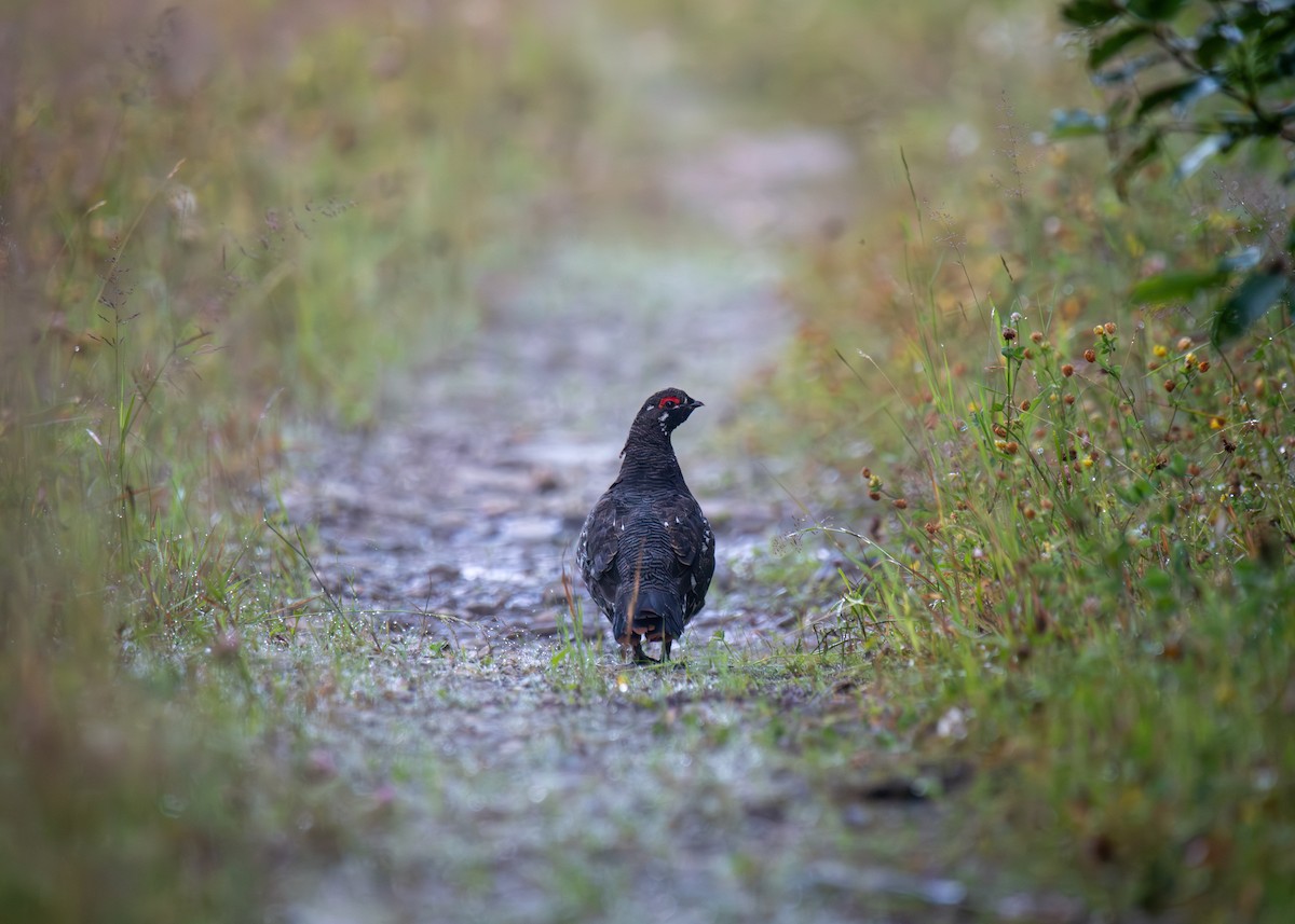 Spruce Grouse - ML622063375