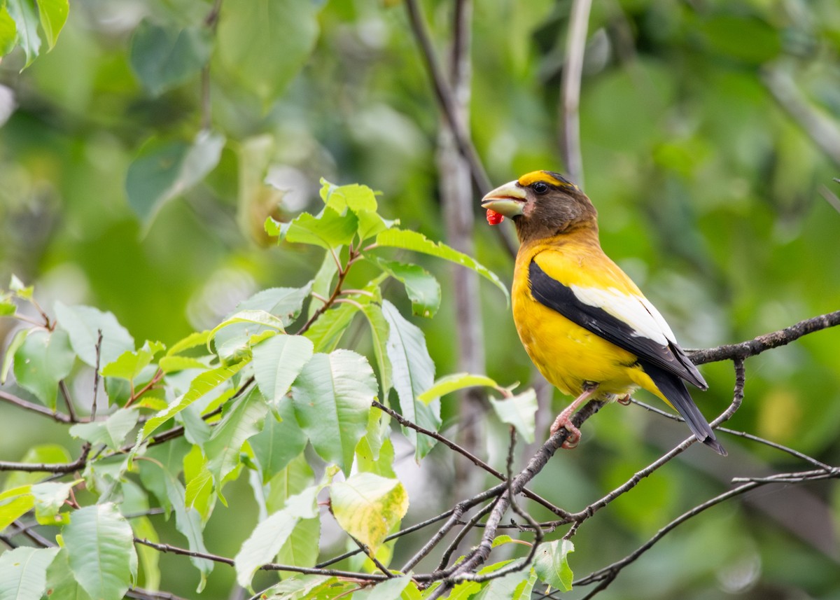 Evening Grosbeak - ML622063393