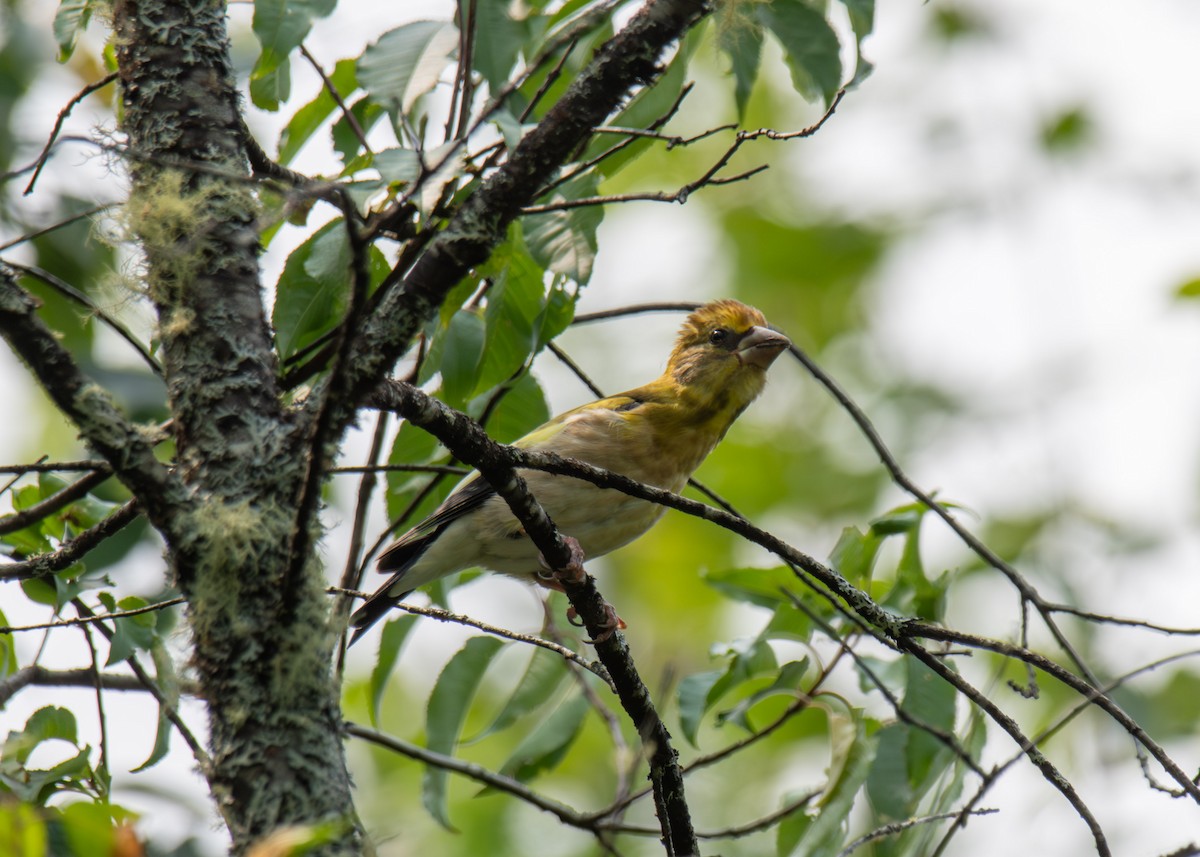 Evening Grosbeak - Logan Parker