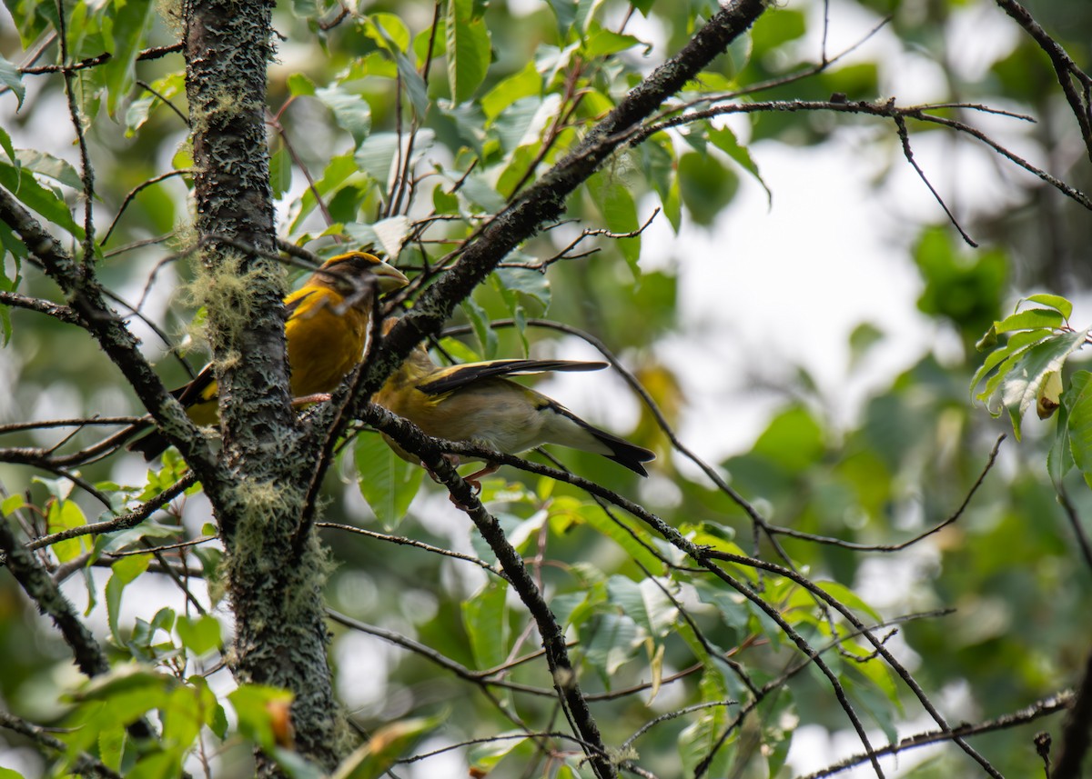 Evening Grosbeak - ML622063395