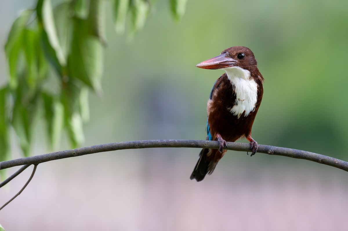 White-throated Kingfisher - ML622063420