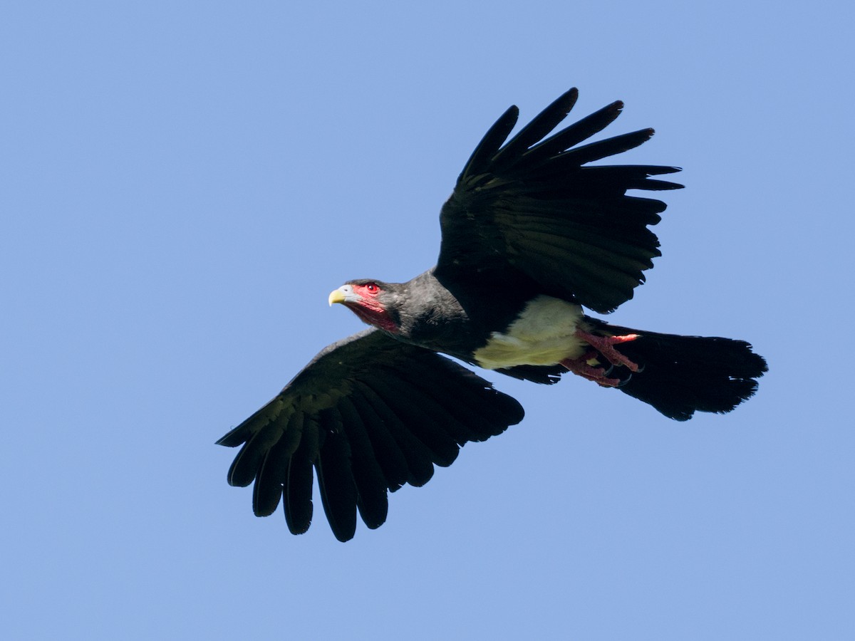 Red-throated Caracara - ML622063434