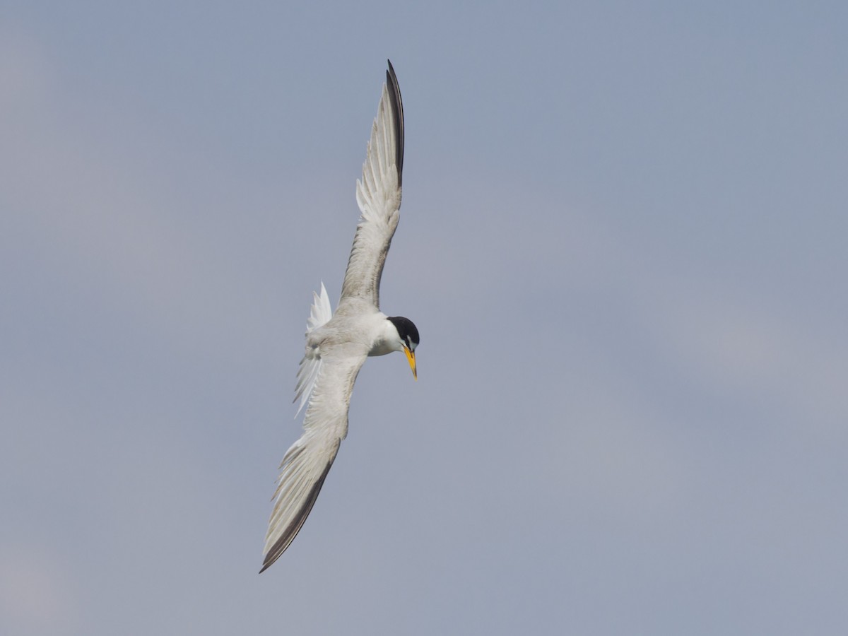 Least Tern - ML622063450