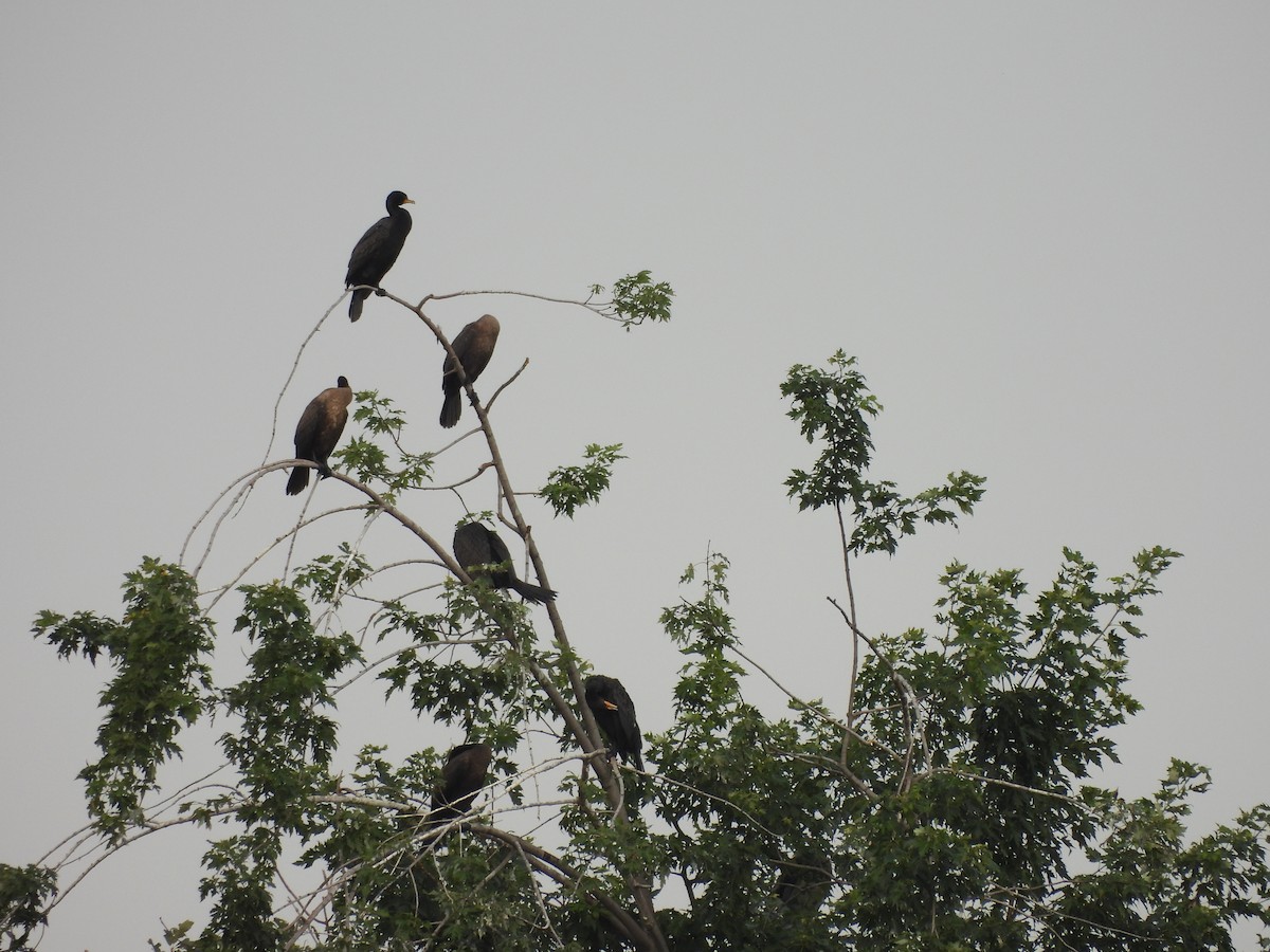 Cormoran à aigrettes - ML622063591