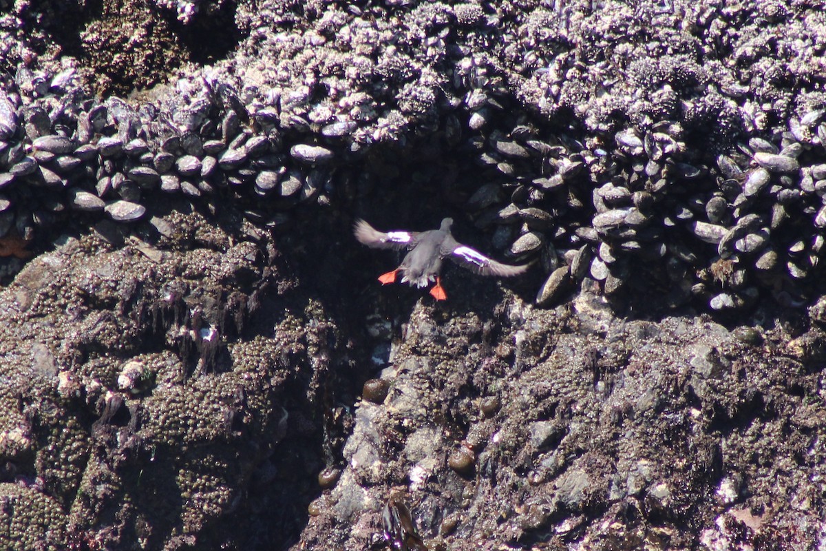 Pigeon Guillemot - ML622063595