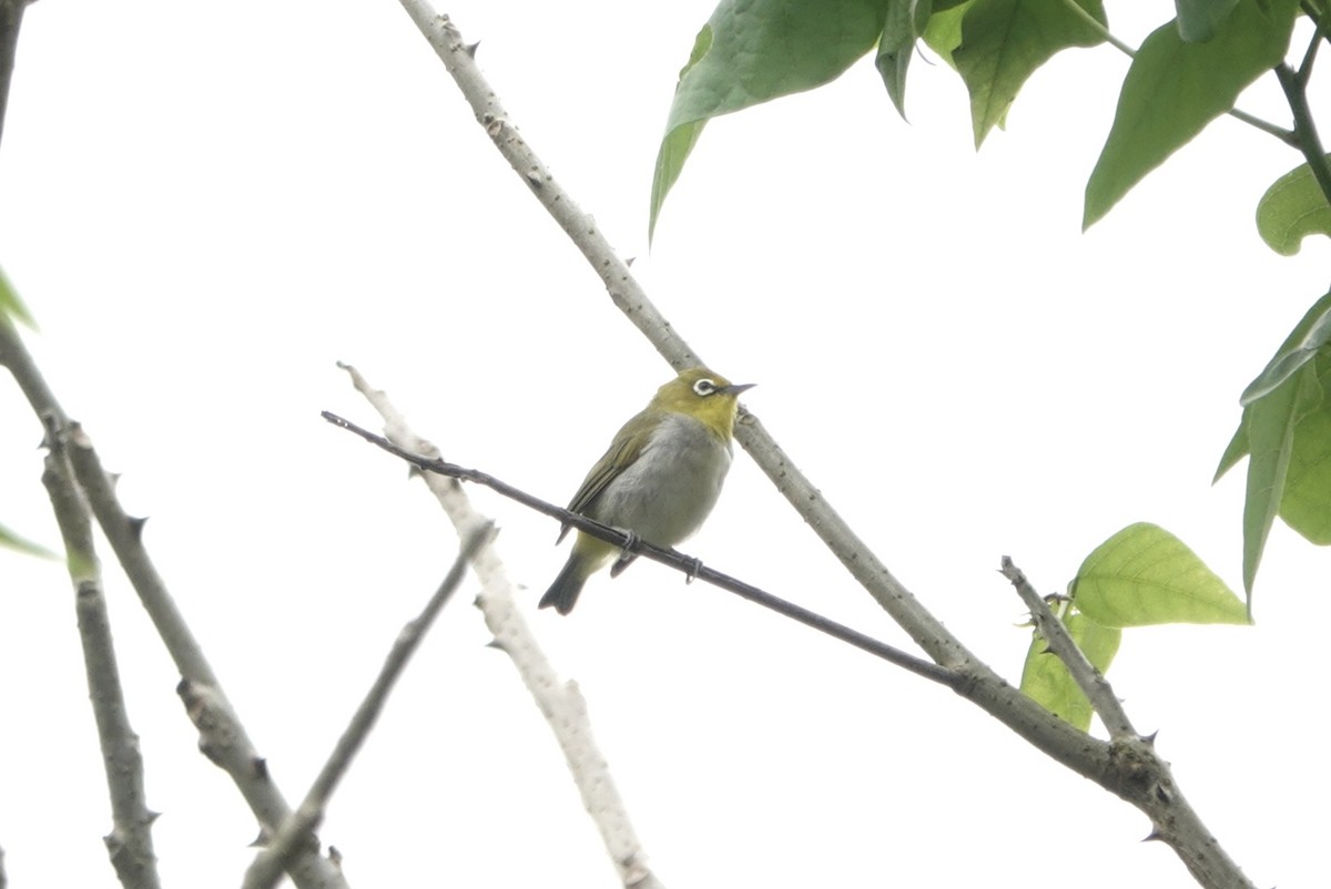 Swinhoe's White-eye - Lam Chan