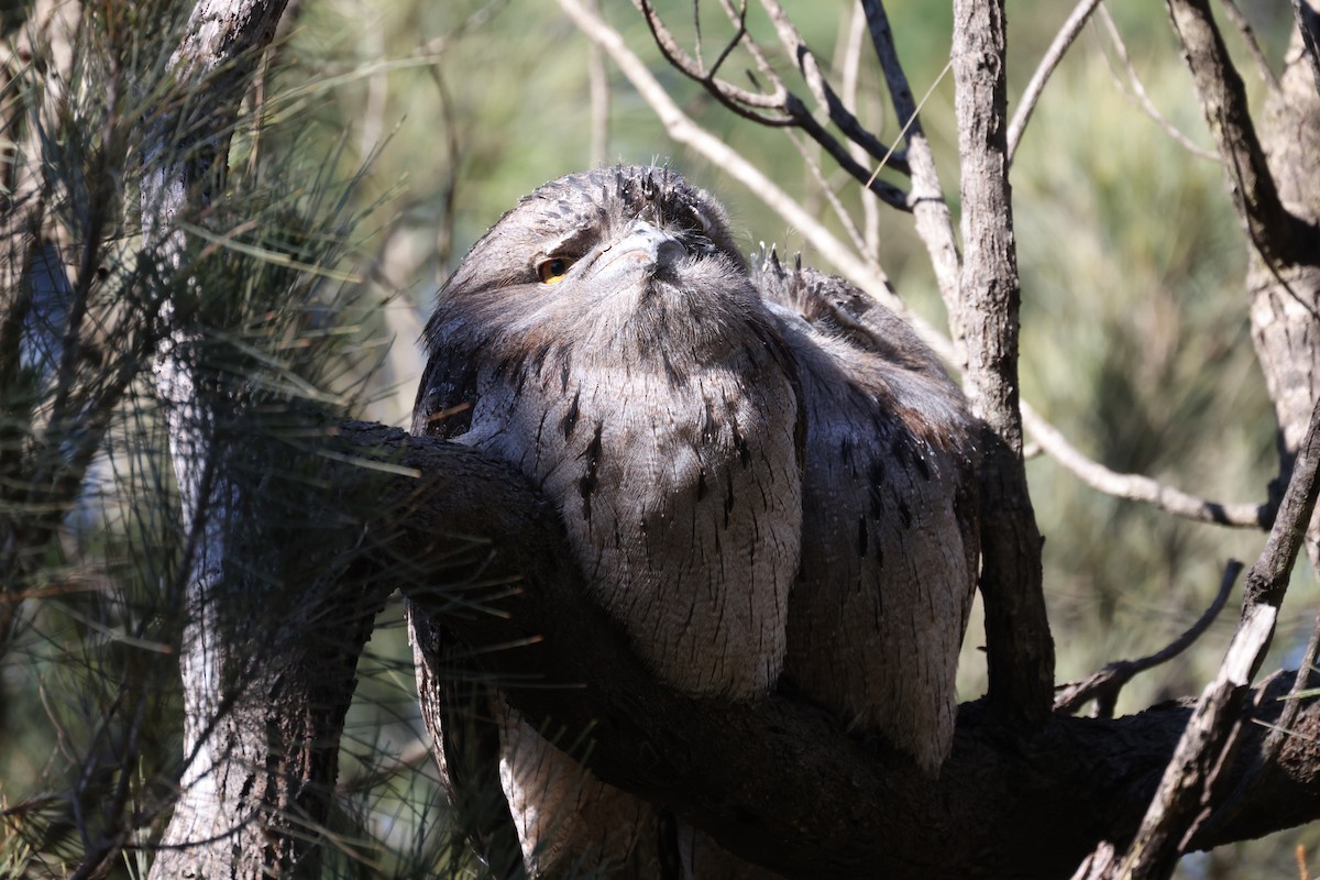 Tawny Frogmouth - GEOFFREY SHINKFIELD