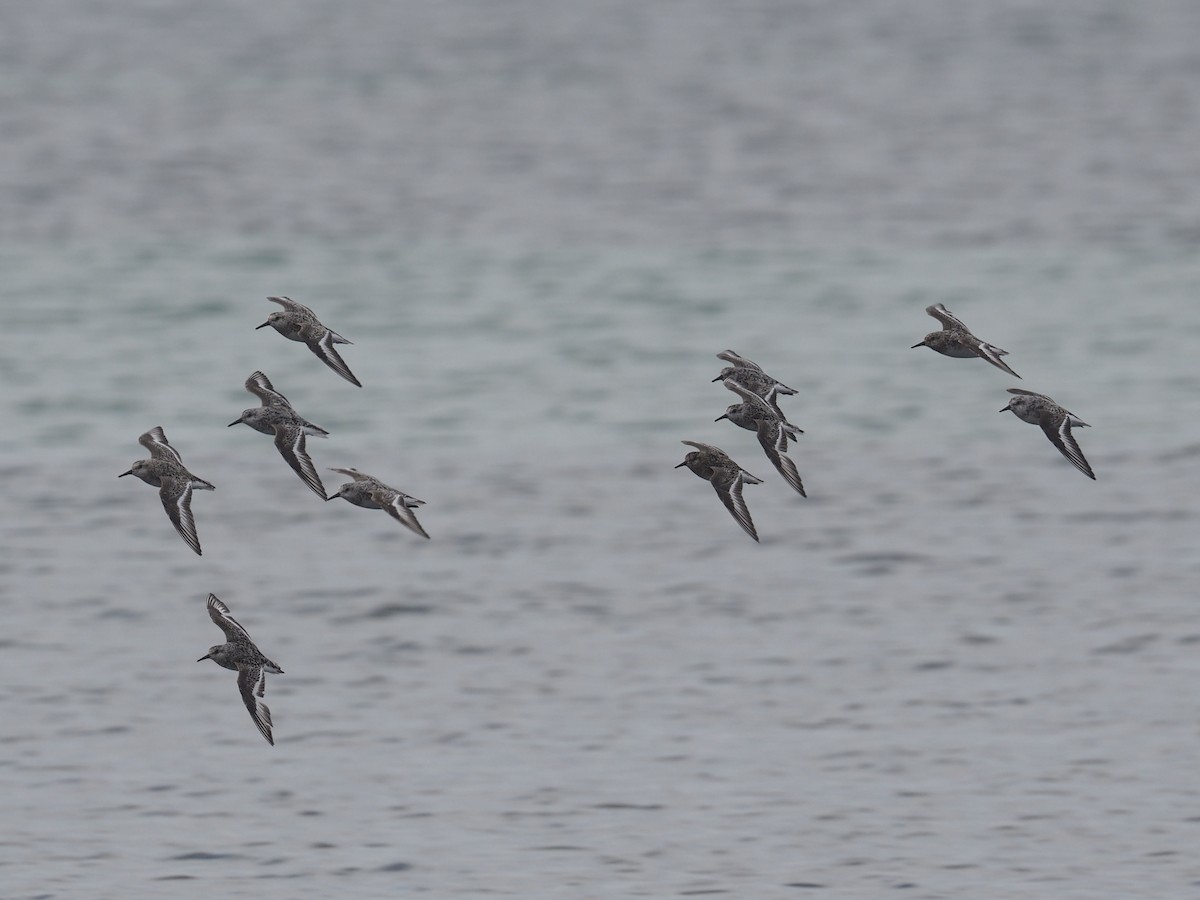 Bécasseau sanderling - ML622063611