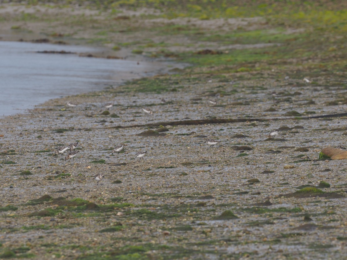 Bécasseau sanderling - ML622063612