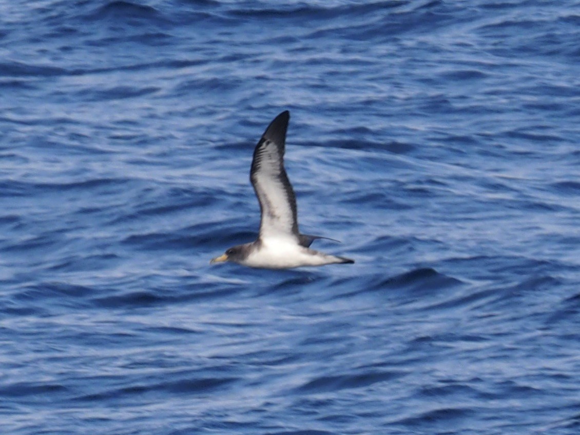 Cory's Shearwater - Joe Woodman