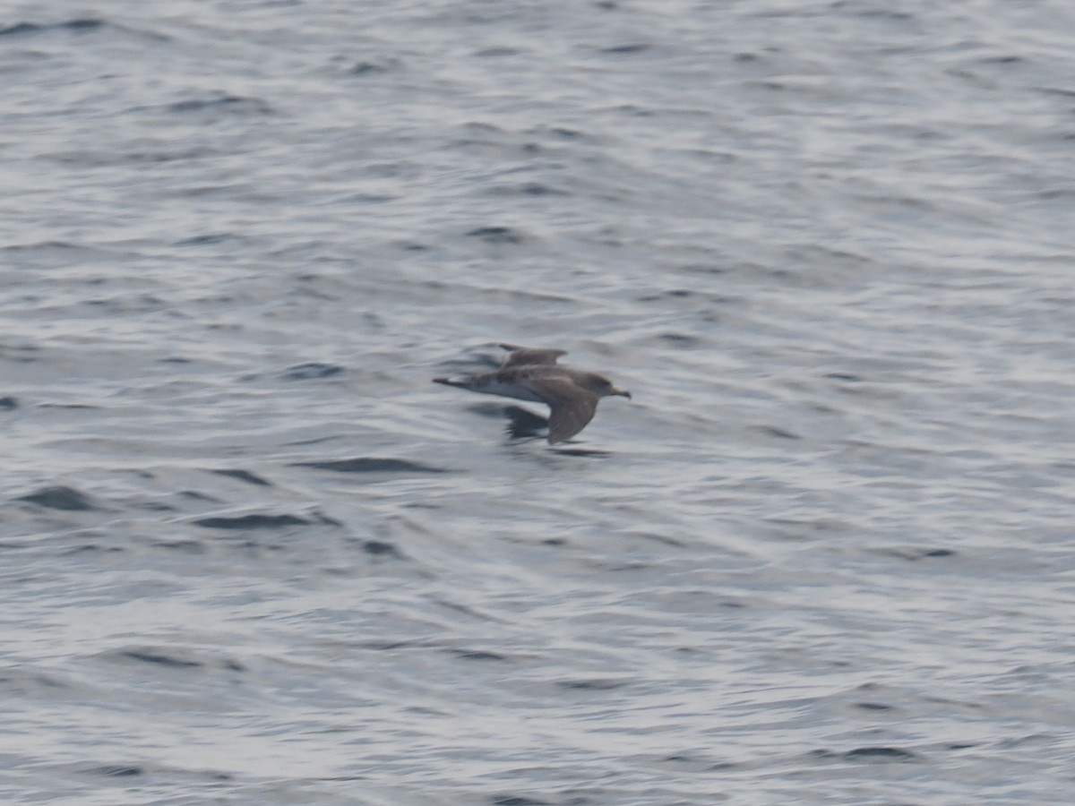 Cory's Shearwater - ML622063629