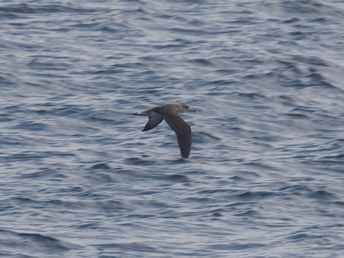 Cory's Shearwater - ML622063630