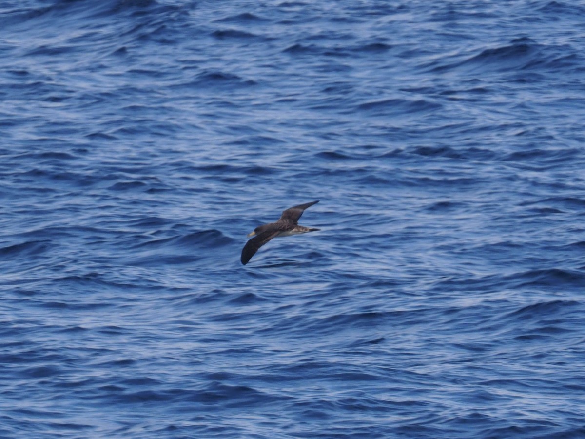 Cory's Shearwater - ML622063631