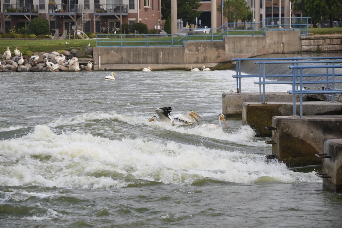 American White Pelican - ML622063648