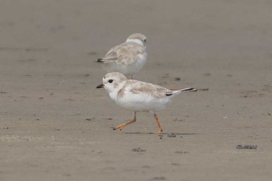 Piping Plover - Martin Wall